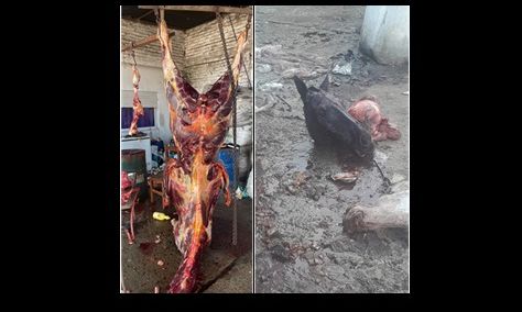 Berazategui: Sin palabras: Robaban caballos, los faenaban y vendían su carne...